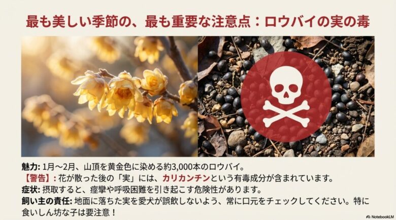 美しいロウバイの花と、有毒な実の写真を並べ、痙攣や呼吸困難の危険性を警告するスライド